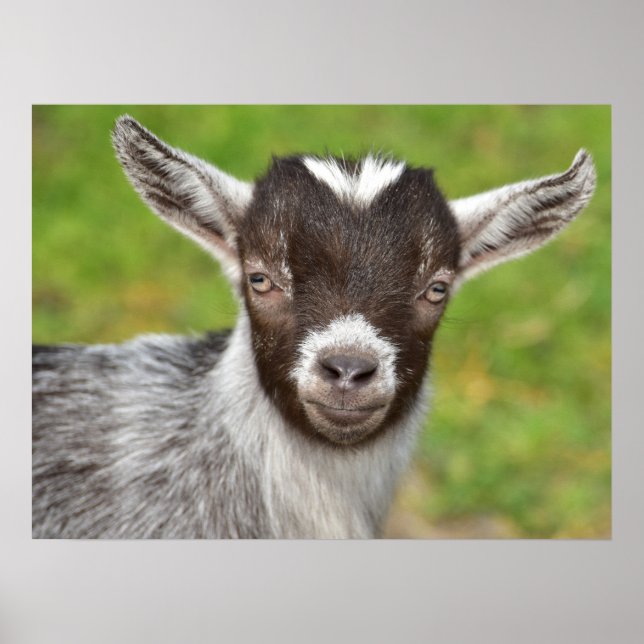 Póster Pygmy Mascota Goat Kid (Frente)