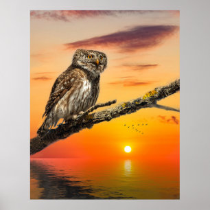 Póster Pygmy Owl