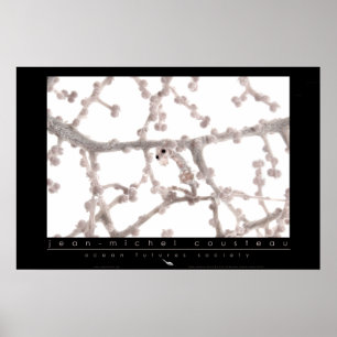 Póster Pygmy Seahorse Poster