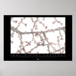 Póster Pygmy Seahorse Poster