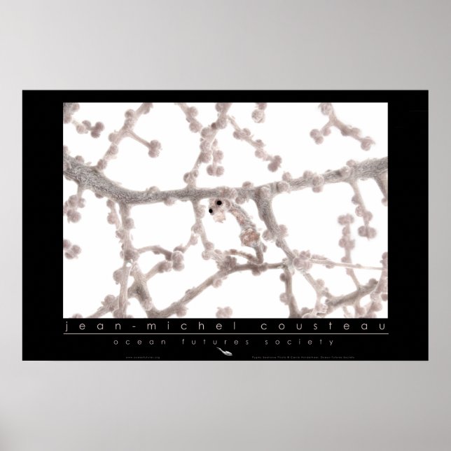 Póster Pygmy Seahorse Poster (Frente)