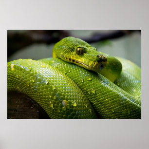 Póster Python