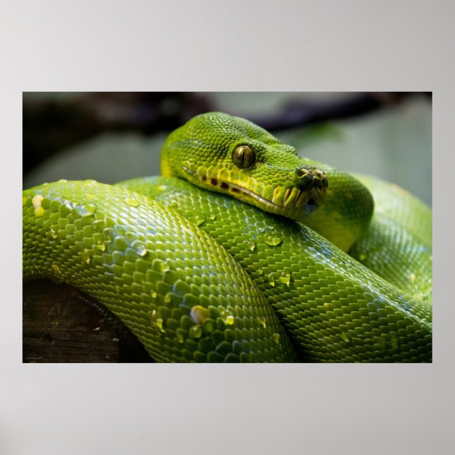 Póster Python (Frente)