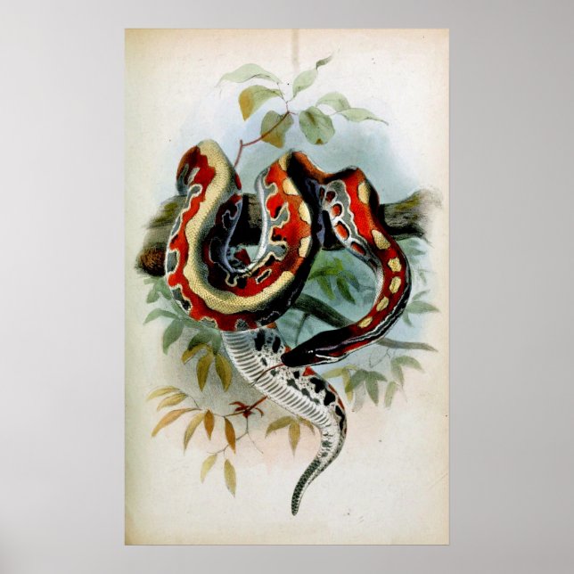 PÓSTER ¡PYTHON! (Frente)