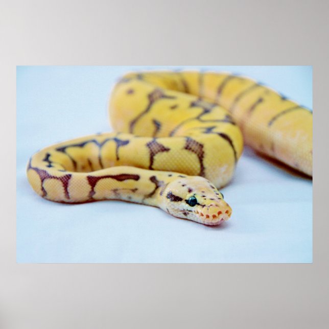 Póster Python 2 de bola amarilla y negra (Frente)