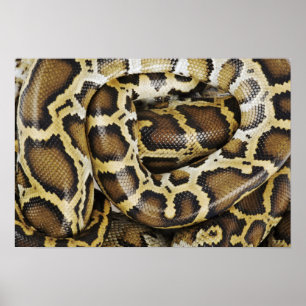 Póster Python birmano