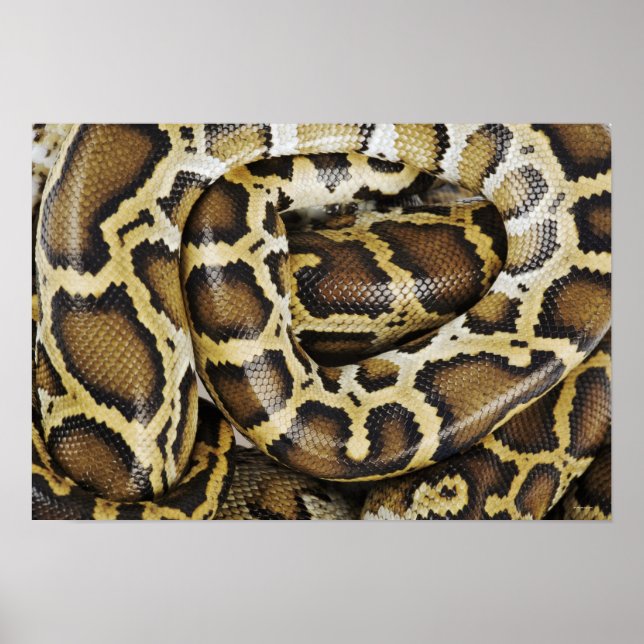 Póster Python birmano (Frente)