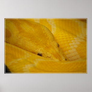 Póster Python birmano