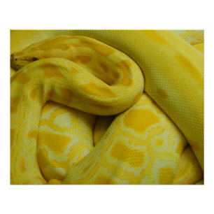 Póster Python birmano amarillo