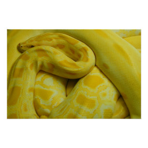 Póster Python birmano amarillo