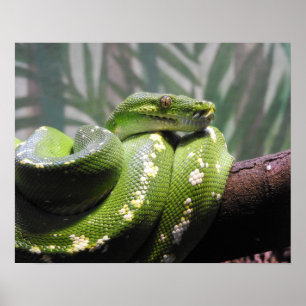 Póster Python de árbol verde
