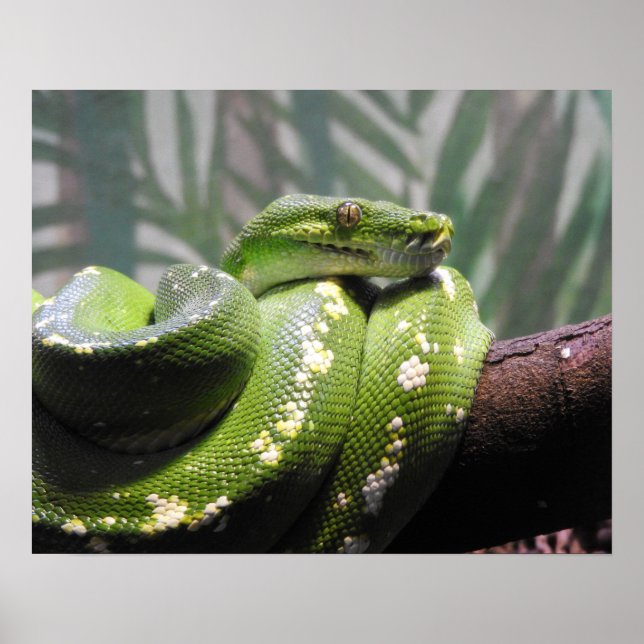 Póster Python de árbol verde (Frente)
