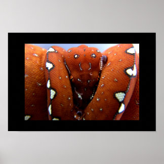 Póster Python de árbol verde