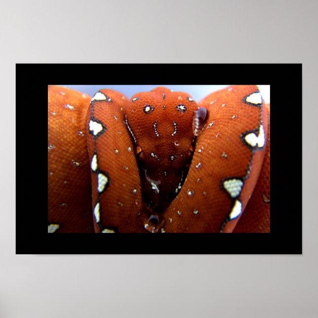 Póster Python de árbol verde (Frente)