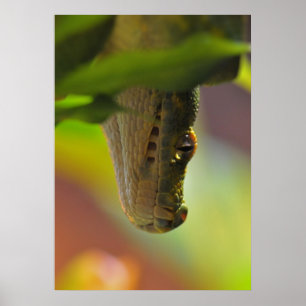 Póster Python de árbol verde