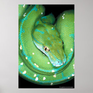 Póster Python de árbol verde