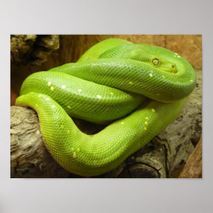 Póster Python de árbol verde