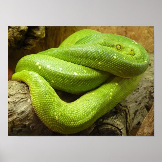 Póster Python de árbol verde (Frente)