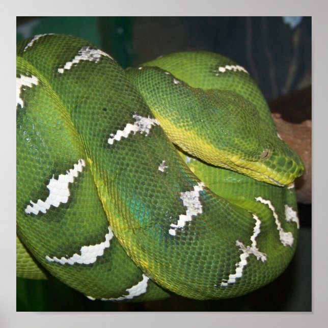 Póster Python de árbol verde (Frente)