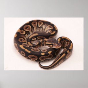 Póster Python de bolas negro y amarillo