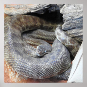 Póster Python de Stimson