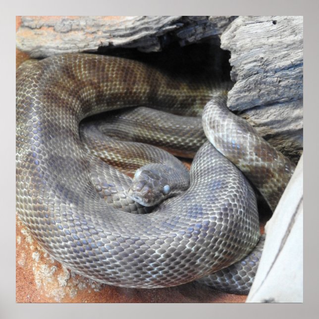 Póster Python de Stimson (Frente)