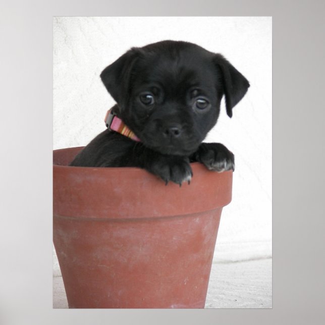 Póster ¿Qué? (Frente)