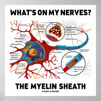 Póster ¿Qué hay en mis nervios? Myelin Sheath