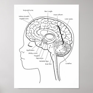 Póster Qué hay en tu Poster cerebral