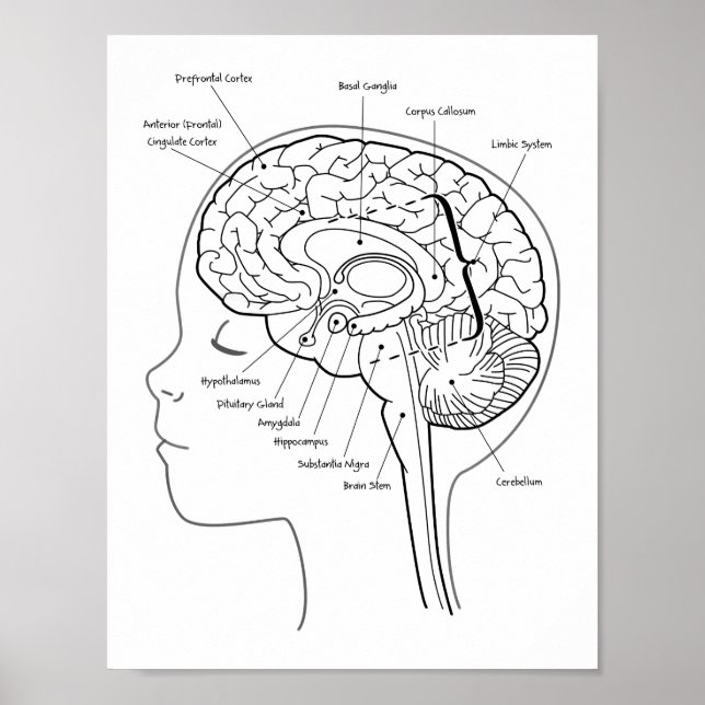 Póster Qué hay en tu Poster cerebral (Frente)
