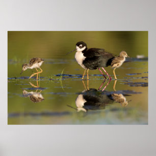 Póster qué lindas chicas