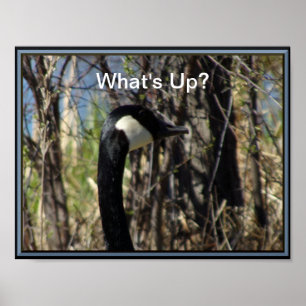 Póster Qué pasa con el Poster ganso canadiense
