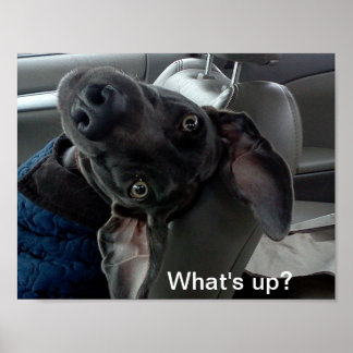 Póster '¿Qué pasa?' Weimaraner Poster