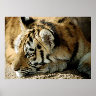 Póster ¿Qué puedo hacer después?