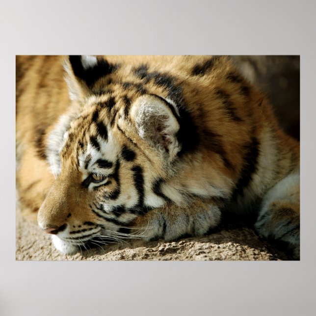 Póster ¿Qué puedo hacer después? (Frente)