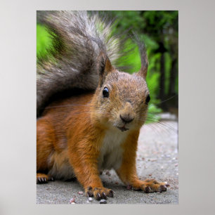 Póster ¿Qué tiene?