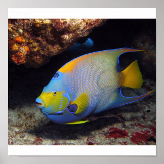 Póster Queen Angelfish