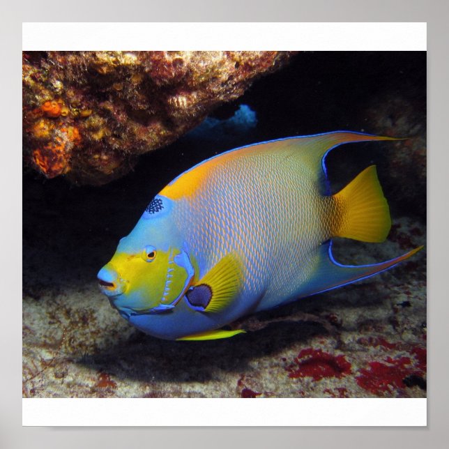 Póster Queen Angelfish (Frente)