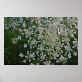 Póster Queen Anne's Lace