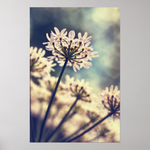 Póster Queen Annes Lace flowers Art print