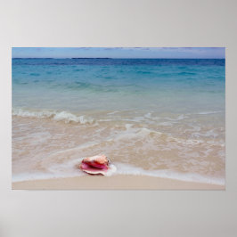 Póster Queen Conch en la playa, Bahamas