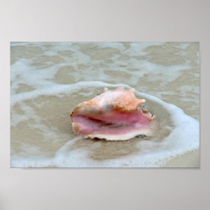 Póster Queen Conch in the Surf, Bahamas