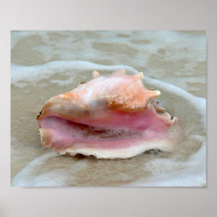 Póster Queen Conch in the Surf, Bahamas 8x10