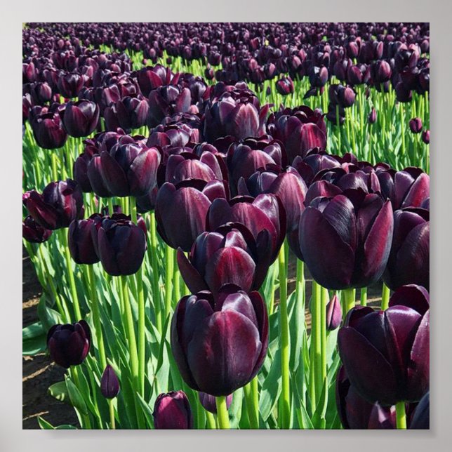 Póster Queen of the Night Tulips (Frente)