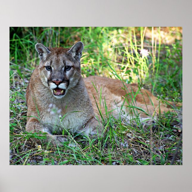Póster Quejas de león de montaña (Frente)