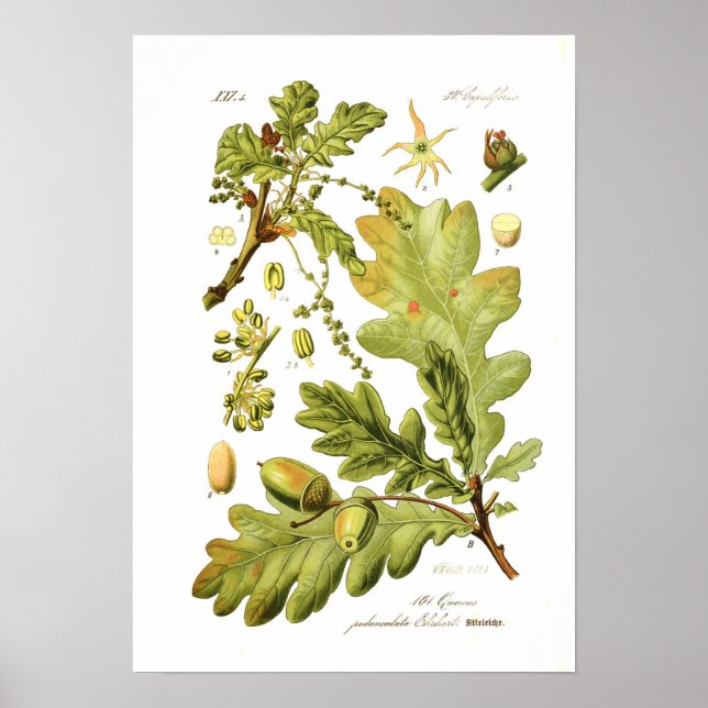 Póster Quercus pedunculata (roble inglés) (Frente)