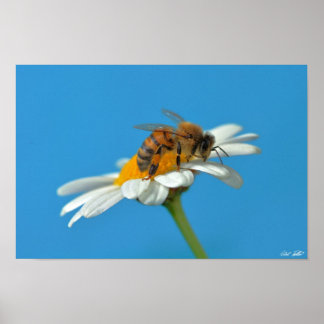 Póster Querido Bee