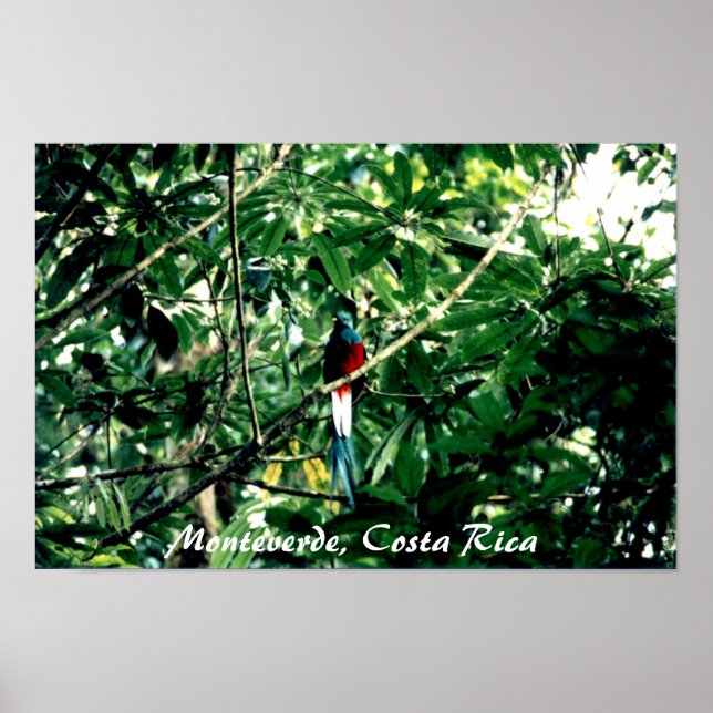 Póster Quetzal, Monteverde, Costa Rica (Frente)