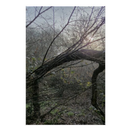 Póster Quiet Woodland Light – Minimal Nature Photography 