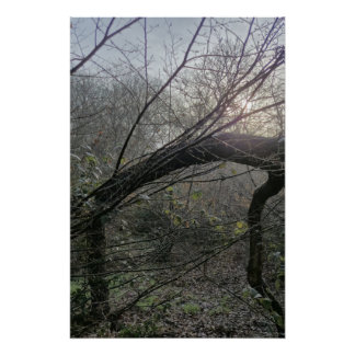 Póster Quiet Woodland Light – Minimal Nature Photography 